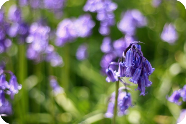 Bluebells at Clifton Downs
